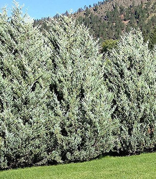 Juniperus scopulorum 'Moonglow'